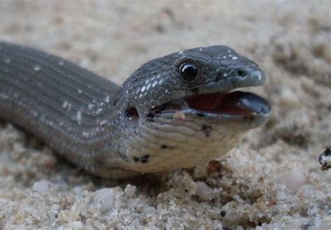 How To Identify A Legless Lizard From A Snake Orlando Science Center