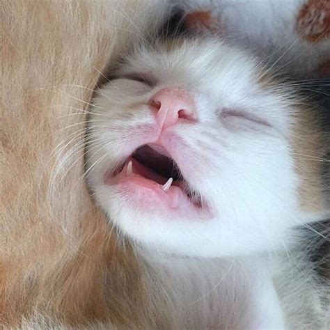 PsBattle: this kitten with new teeth : r/photoshopbattles