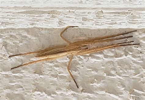 Slender Crab Spider Whats That Bug