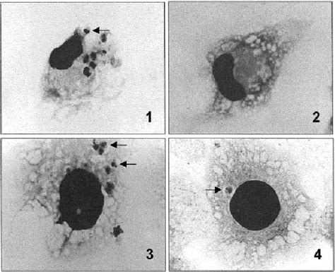 Light Microscopy Of Mouse Peritoneal Macrophages After H Of