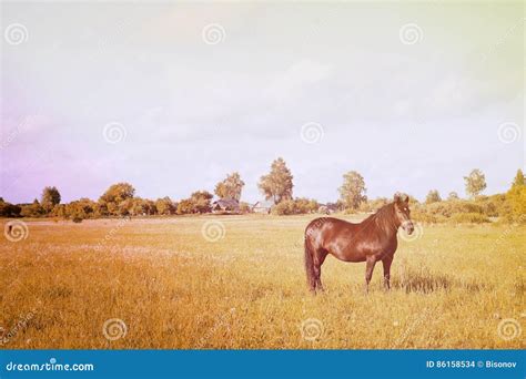 Rustic Horse In The Field Stock Photo Image Of Natural 86158534