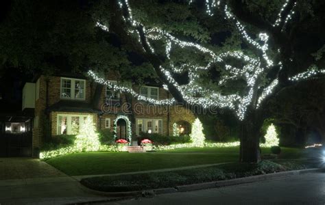 Light Garlands On Bushes And Large Oak Tree Christmas Decor Stock