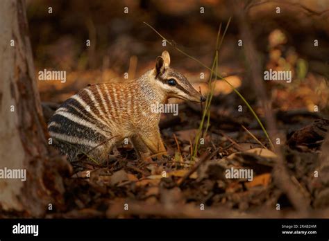 Numbat - Myrmecobius fasciatus also noombat or walpurti, insectivorous ...