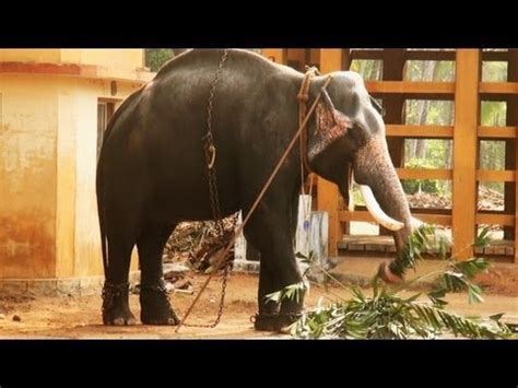 Tags, Guruvayoor, Sri Krishna temple, Thrissur, Kerala