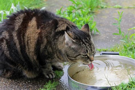 Always Thirsty in Cats - Definition, Cause, Solution, Prevention, Cost