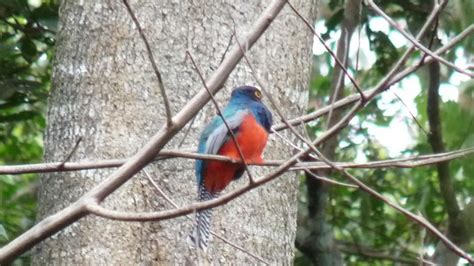 Blue-crowned Trogon | MarkEisingBirding