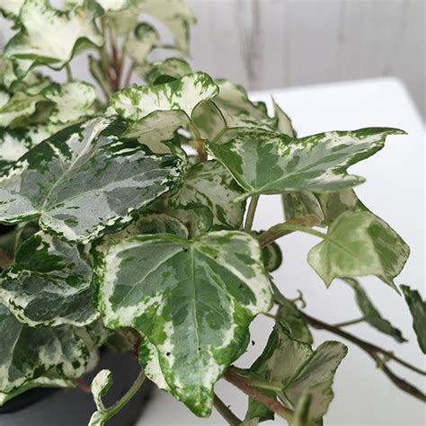 Buy English Ivy Or Common Ivy Hedera Helix White Wonder Delivery By