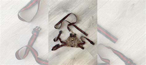 Поводок и Шлейка Gucci для кошек и собак купить в Санкт-Петербурге ...