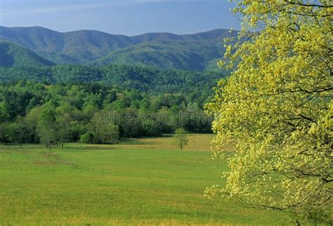 Spring Cades Cove Stock Image Image Of Cove Forest Outdoors 46083