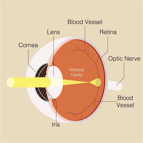 How The Human Eye Works Structure And Function