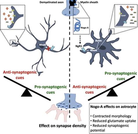 星形胶质细胞作为 Nogo A 的靶标以及在体外和急性脱髓鞘模型中对突触形成的影响 Glia X MOL