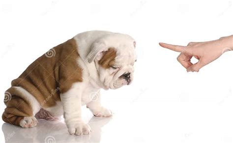 Bad Dog Stock Image Image Of Gesture Animal Humour 12391067