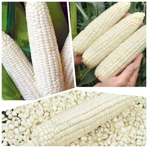 Jual 40 Benih Biji Bibit Tanaman JAGUNG KETAN JAGUNG PULUT PUTIH