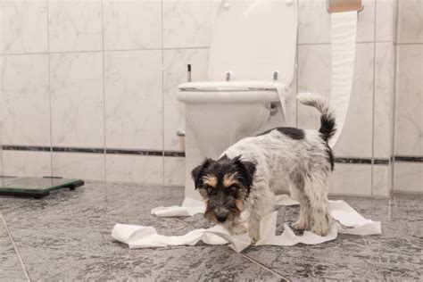 Dog Destroying Furniture Stock Photos Pictures And Royalty Free Images