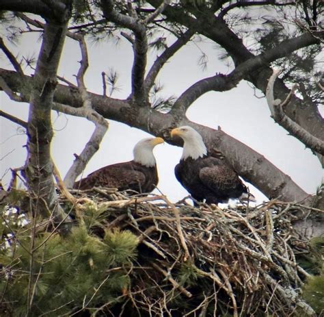 Se Aparean de Por Vida las Águilas Guia De Aves