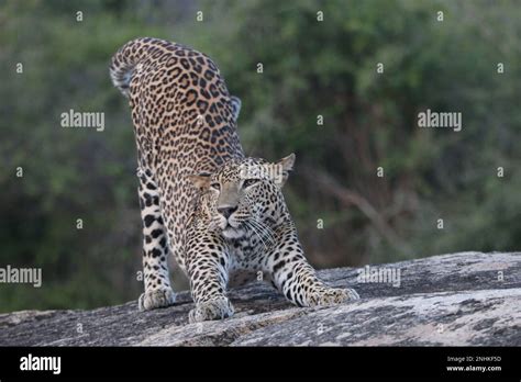 Sri Lankan leopards in the wild. Visit Sri Lanka Stock Photo - Alamy