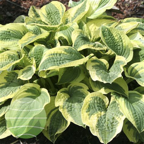 Hosta Wide Brim Walter Blom Plants Bv