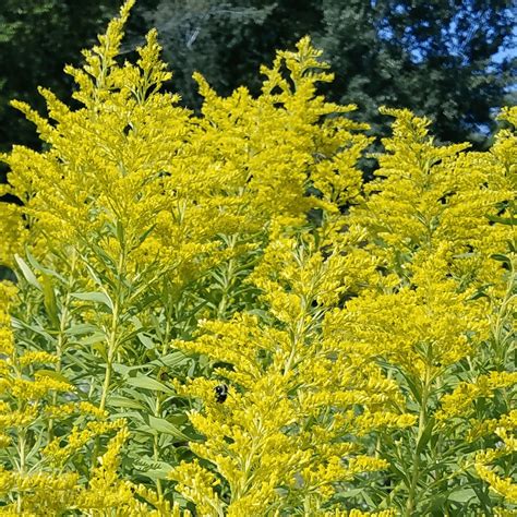 Solidago canadensis (Canada Goldenrod) Wildflower Seed
