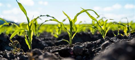 As Vantagens Da Agricultura De Precis O No Plantio De Milho