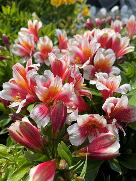 Alstroemeria Inca Lucky Springvale Garden Centre