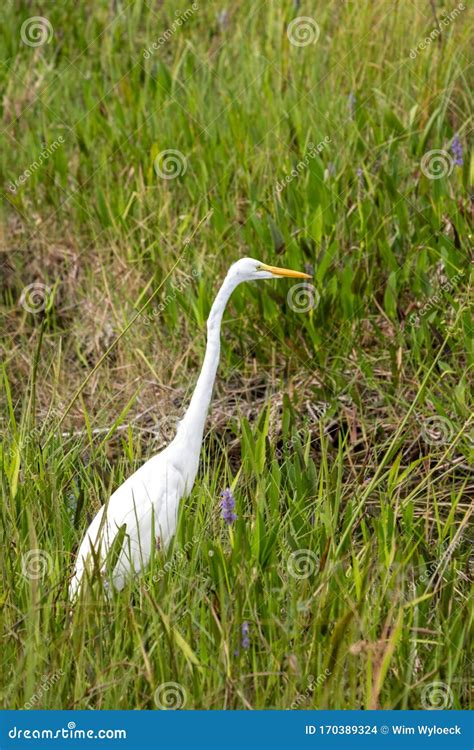 Great White Egret Wading In The Everglades National Park Florida Stock