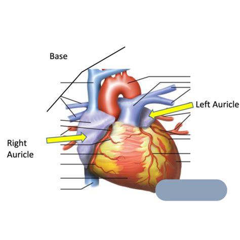 Anatomy Final Practical Flashcards Quizlet