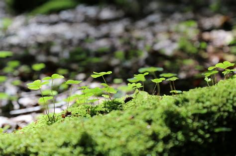 Lumut Lantai Hutan Hijau Foto Gratis Di Pixabay Pixabay