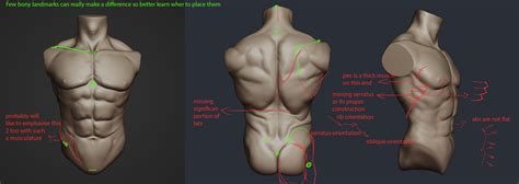 Male Anatomy Need Feedback Polycount