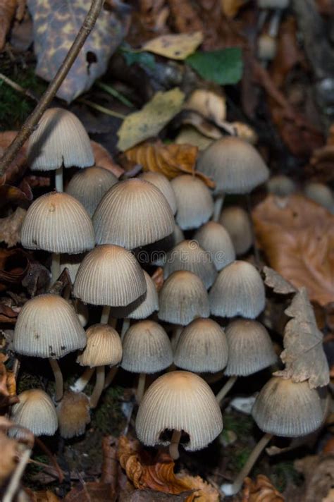 White Mushrooms On The Forest Ground Clustered Bonnet Stock Image