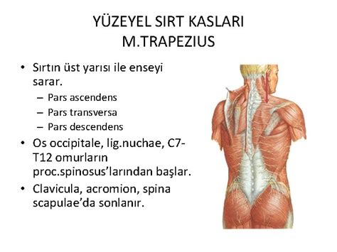 KASLAR OMUZ BLGES KASLARI M Deltoideus N Axillaris