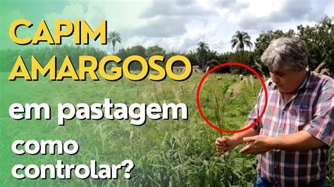 Como Fazer o Controle do Capim Amargoso Em Área de Pastagem Ep 041