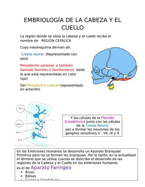 Embriología DE LA Cabeza Y EL Cuello EMBRIOLOGÍA DE LA CABEZA Y EL