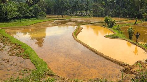 Leveling Of Paddy Fields Before Paddy Cultivation YouTube