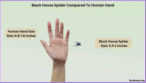 Black House Spider Size Explained: Comparison With Spiders