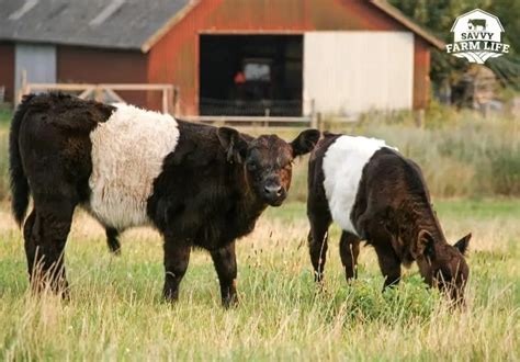 Top 10 Fluffy Cow Breeds (With Pictures) – Savvy Farm Life