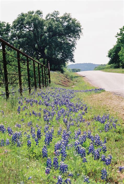 The Twisted Sisters Of The Texas Hill Country Twistypedia