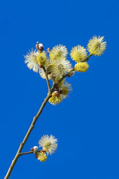 Premium Photo Pussy Willow Branches