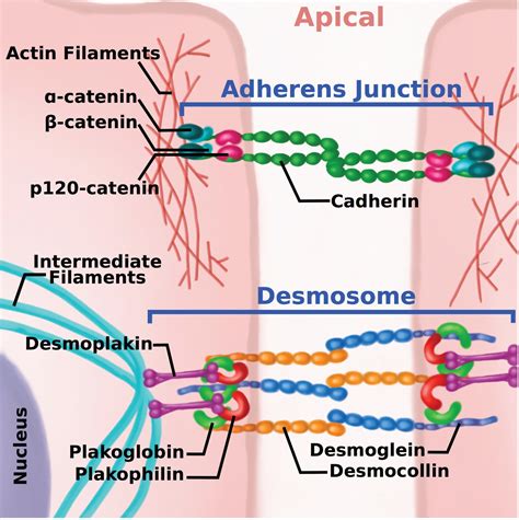 Cadherin Tales Regulation Of Cadherin Function By Endocytic Membrane