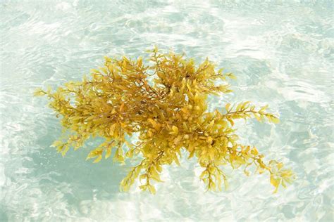 Why Sargassum Seaweed Is A Blessing For Cancun Sea Plants Seaweed