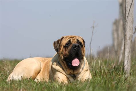 Mastiff Caractère Et éducation Pagesjaunes