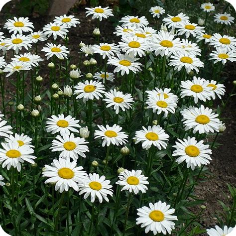 Oxeye Daisy Leucanthemum Vulgare Plug Plants Cumbria Wildflowers