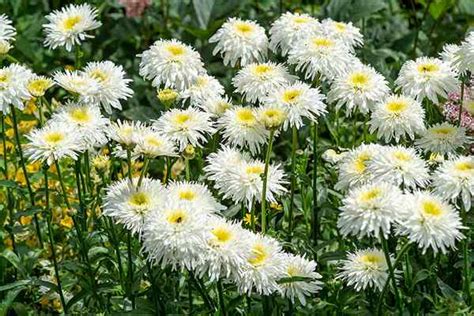 Comment Tailler Les Marguerites Shasta Goodgardenthing