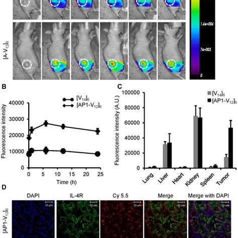 In Vivo Ex Vivo Imaging And Biodistribution Of Ap1 V 12 6 Polymers