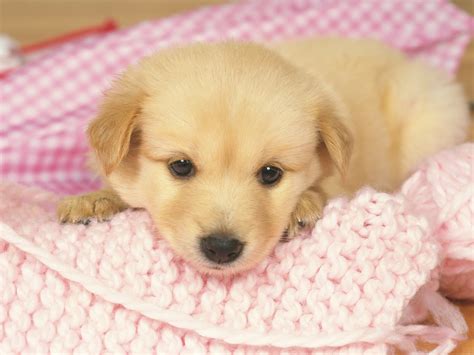 Cute Puppy Wallpapers Free Download