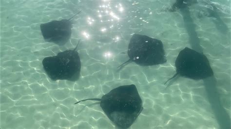 Blue Lagoon Stingray Encounter Nassau Bahamas Youtube