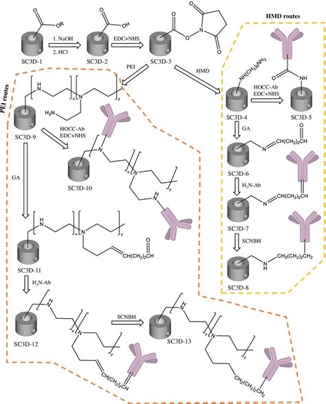 Scheme Of The Different Reaction Pathways For The Covalent