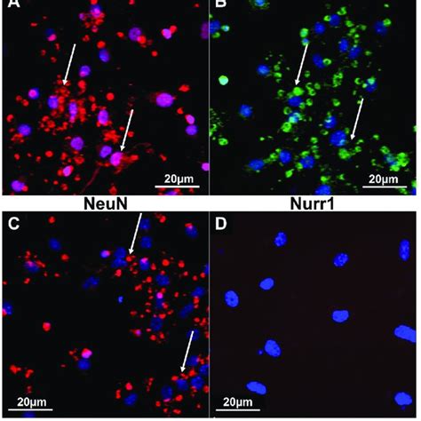 Immunofluorescence Analysis Of The Fully Differentiated Primary