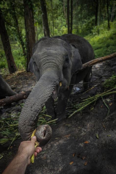 Chiang Mai Elephant Sanctuary (Thailand)