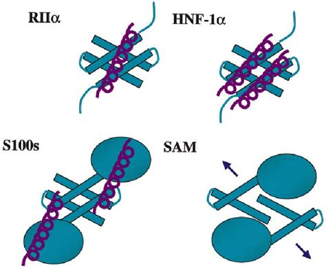 Schematic Diagram Of Proteinprotein Interactions Mediated By X Type