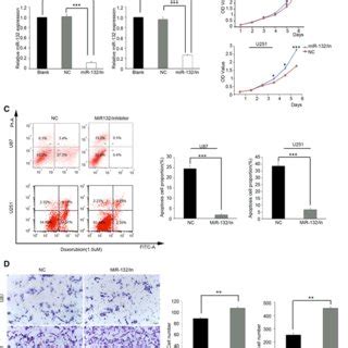 Overexpression Of Mir Inhibits Tumor Progression In Astrocytoma